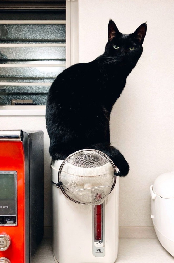 炊飯器に座る黒猫