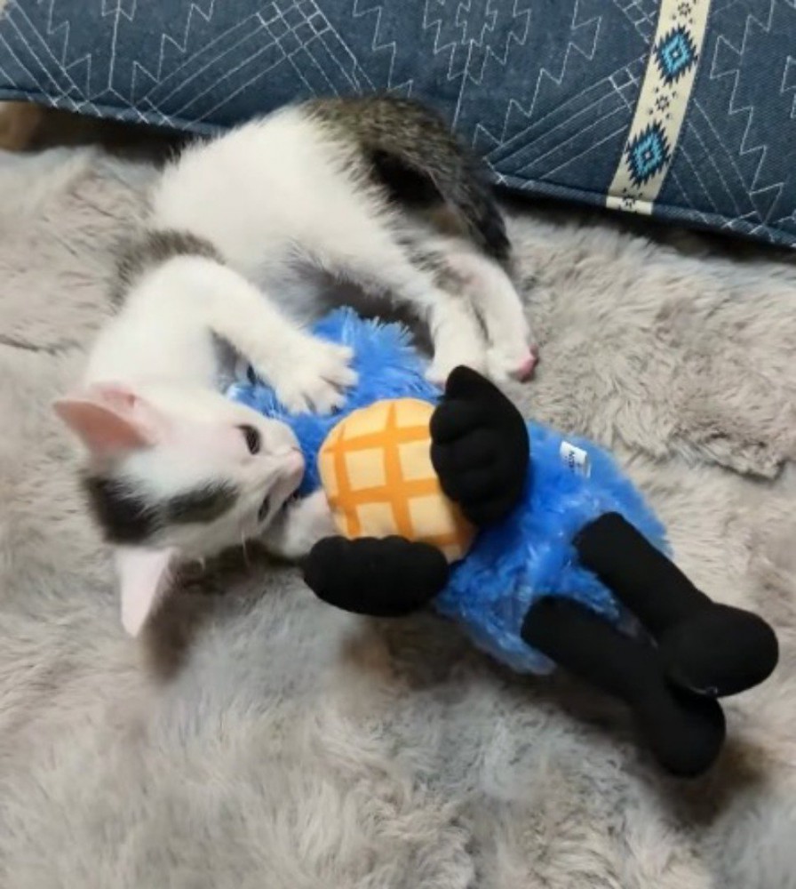 ぬいぐるみを抱えて後ろ足で蹴る子猫