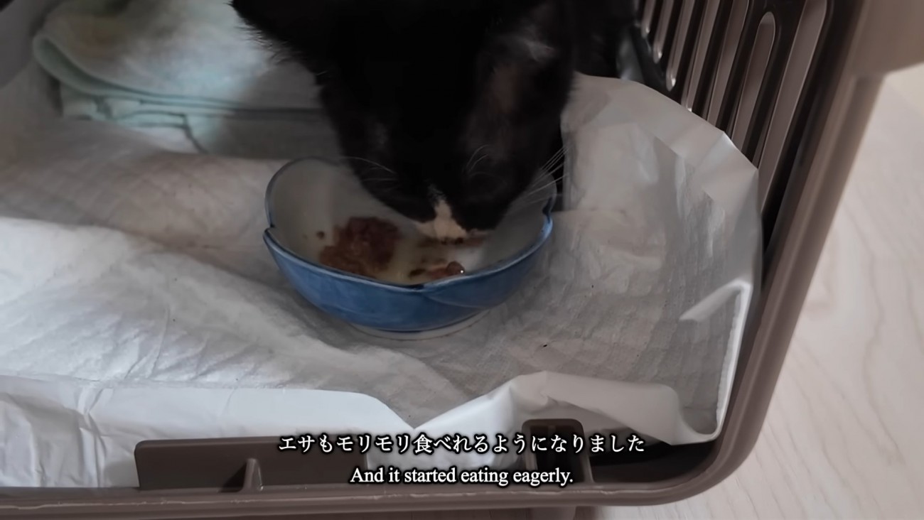 ごはんを食べる子猫