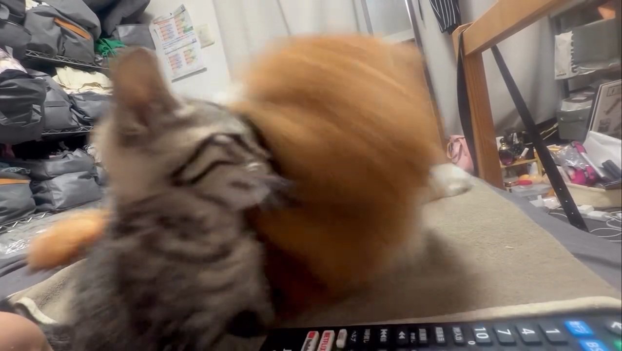 転がる成猫