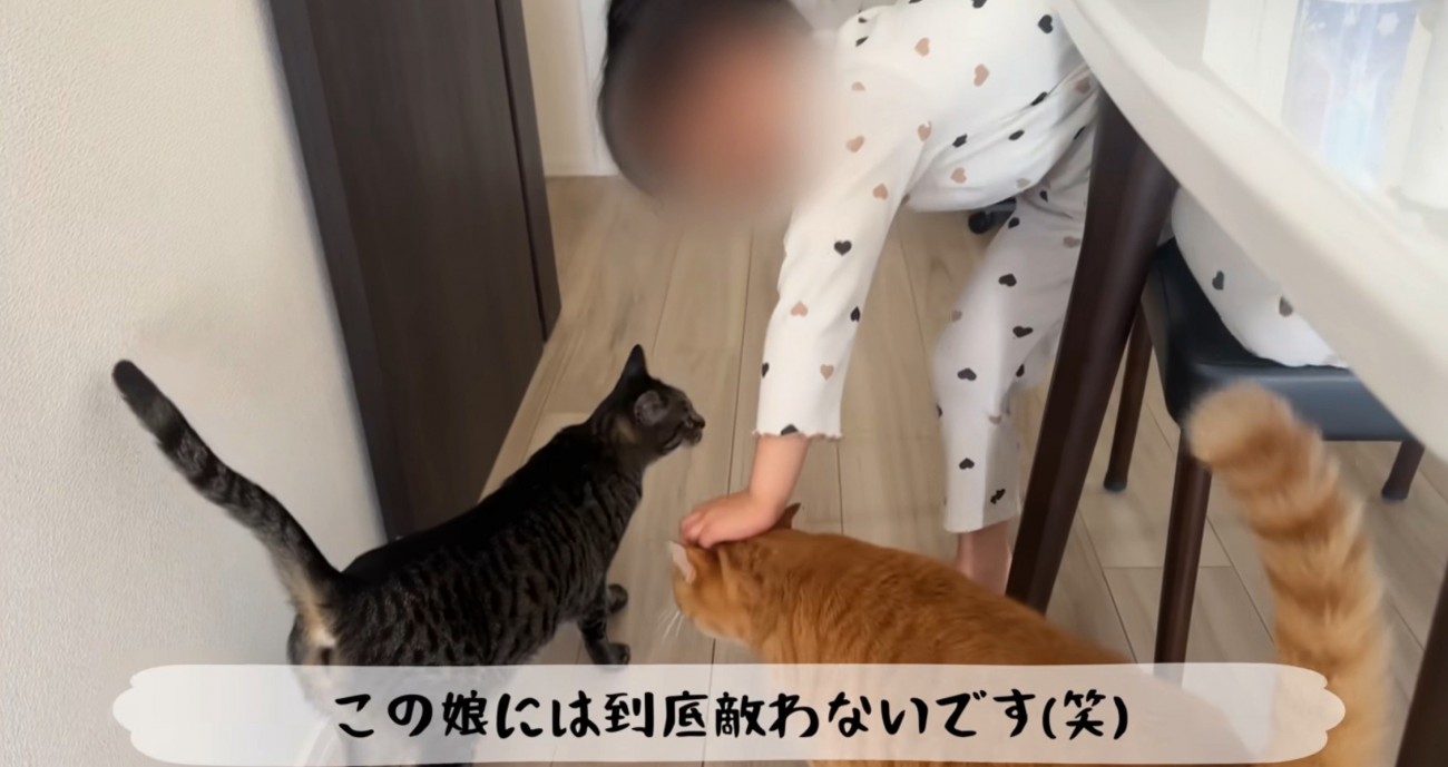 猫二匹と遊ぶ子ども