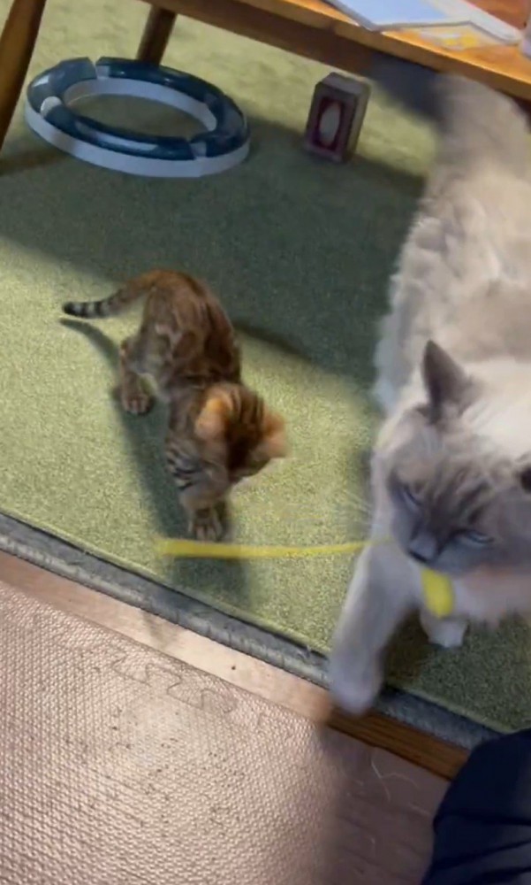 おもちゃを咥える猫とじゃれつく子猫2