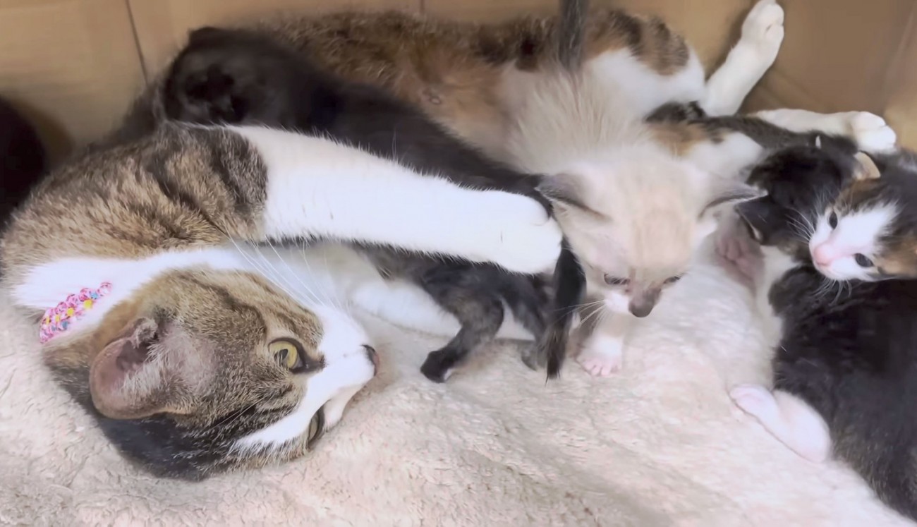 母猫の偉大な愛!保護された子猫たちを受け入れ育て始めてくれた猫に『愛情深さに頭が上がらない』『立派なママ』と感動の声が続々! | ねこちゃんホンポ