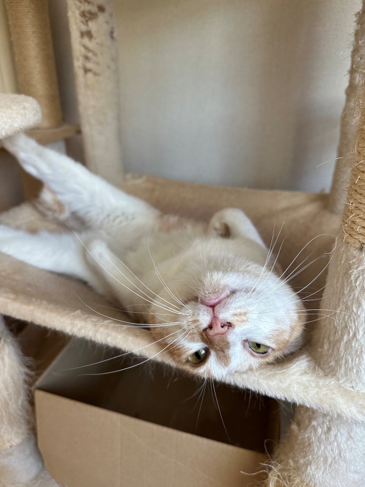 キャットタワーでへそ天でくつろぐ猫