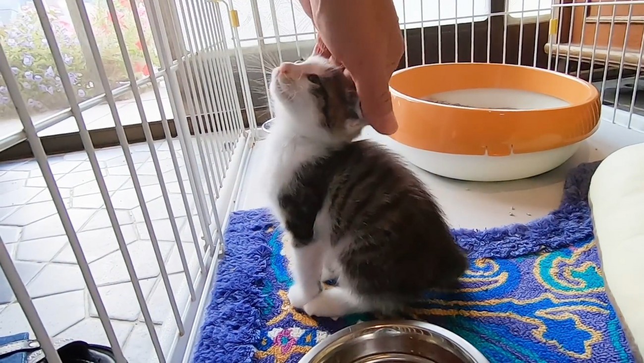 頭をなでられる子猫