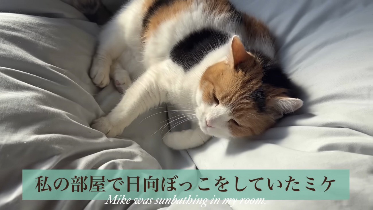 先にくつろいでいるミケ