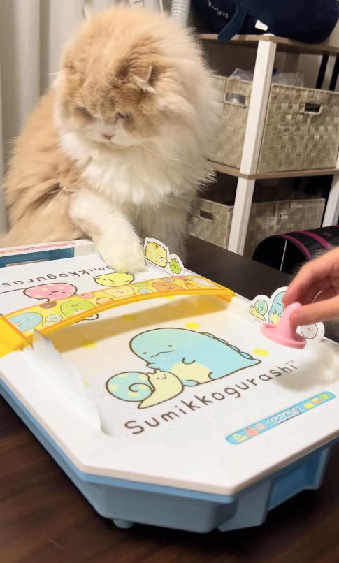 エアホッケーの自分のゴールを見つめる猫