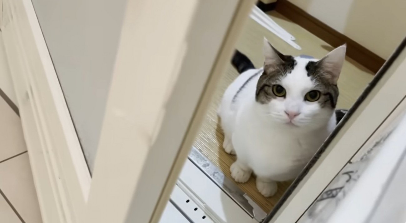 お風呂の入り口にいる猫