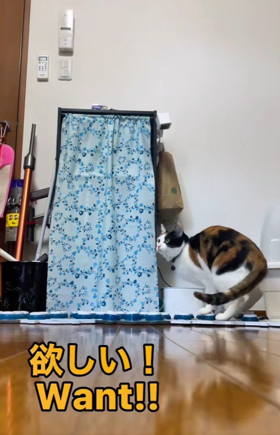 ボタンを押す猫
