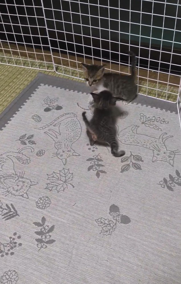 迫ってくる猫を見ている猫