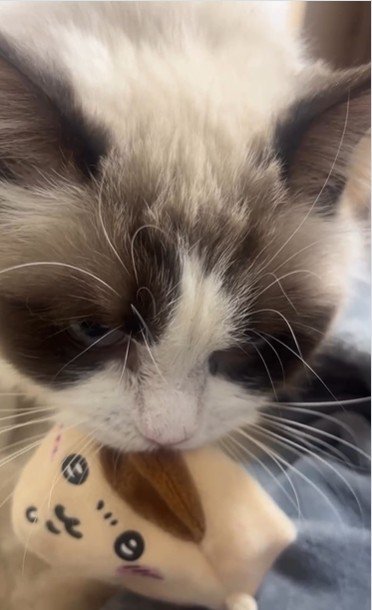 おもちゃを咥えている猫