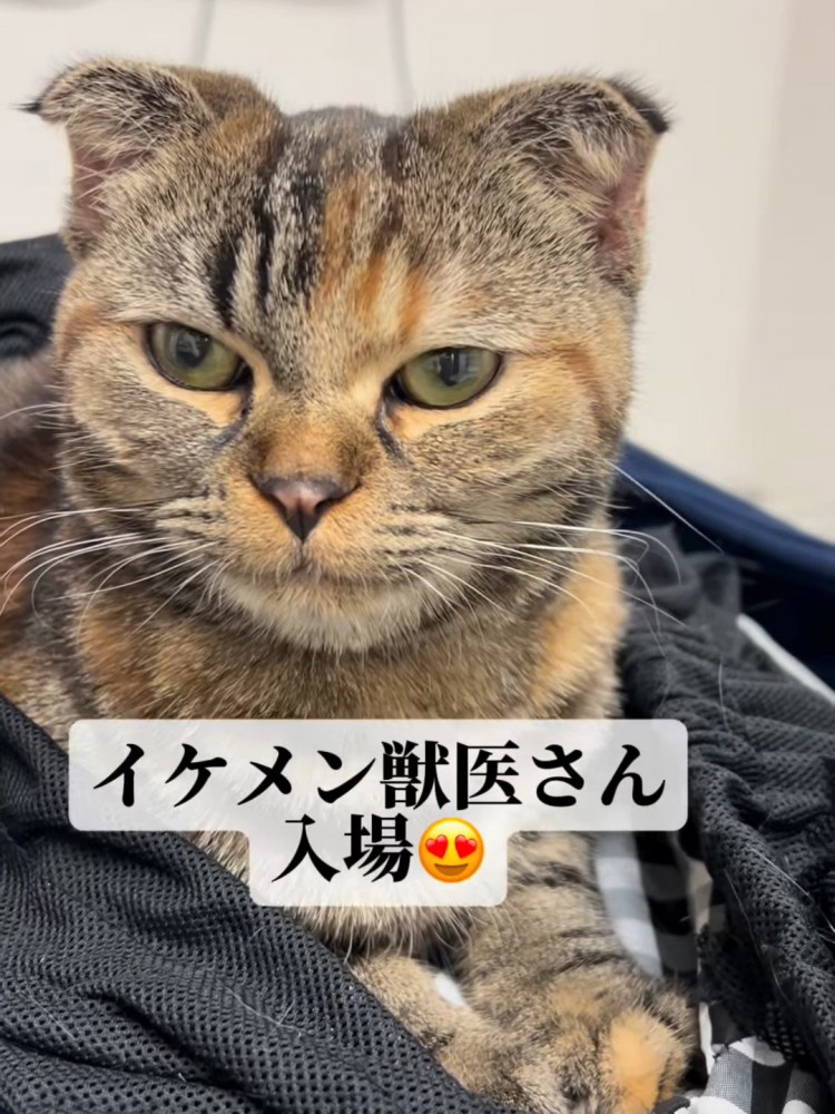 座っている猫の顔