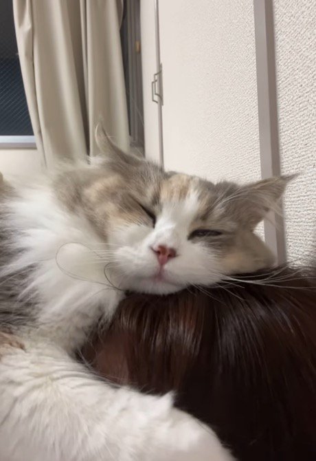 うっとりとした顔で飼い主の頭に顔を乗せる猫