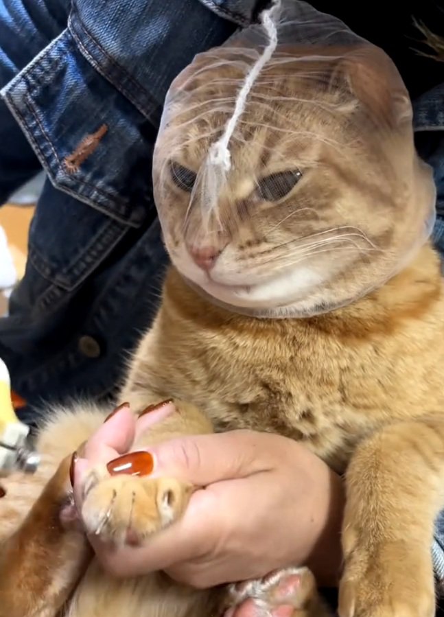 爪を切られる猫