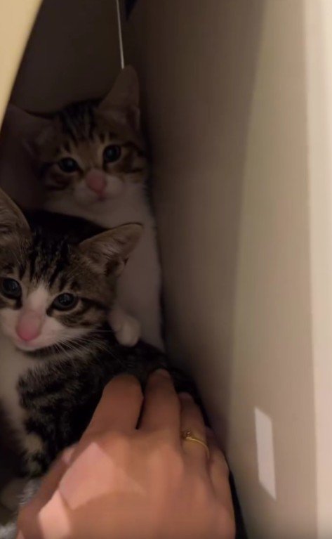 郵便受けに隠れる2匹の猫