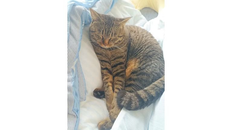 眠る猫