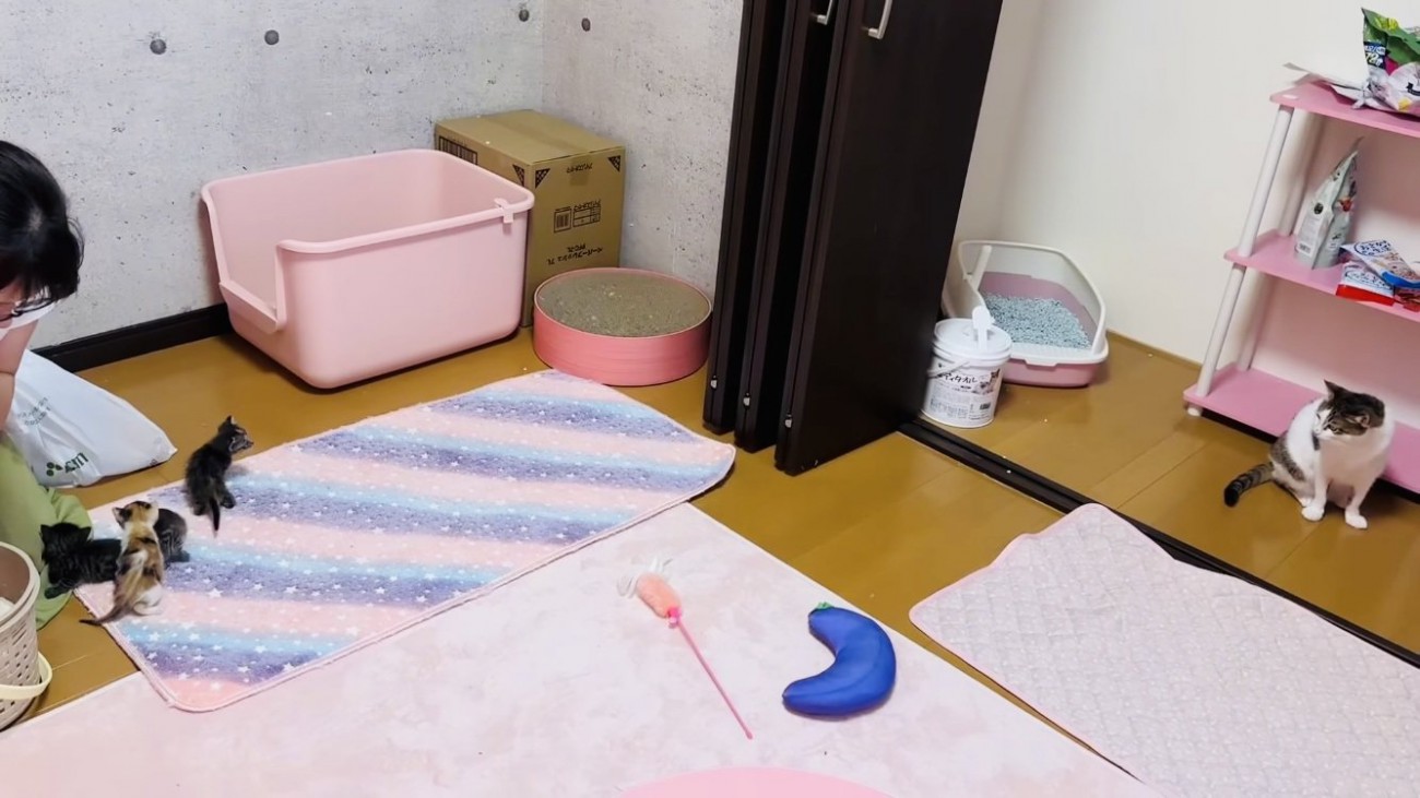 保護猫の部屋に移された5匹の子猫と子猫を見る保護猫