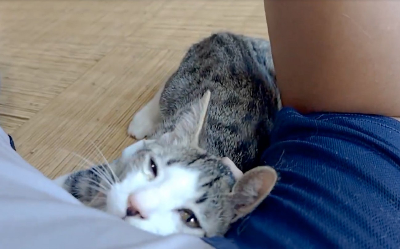笑顔の猫