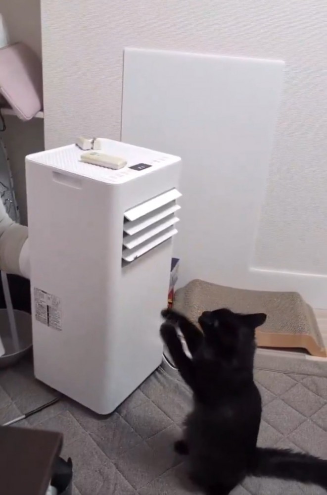 猫パンチする猫2