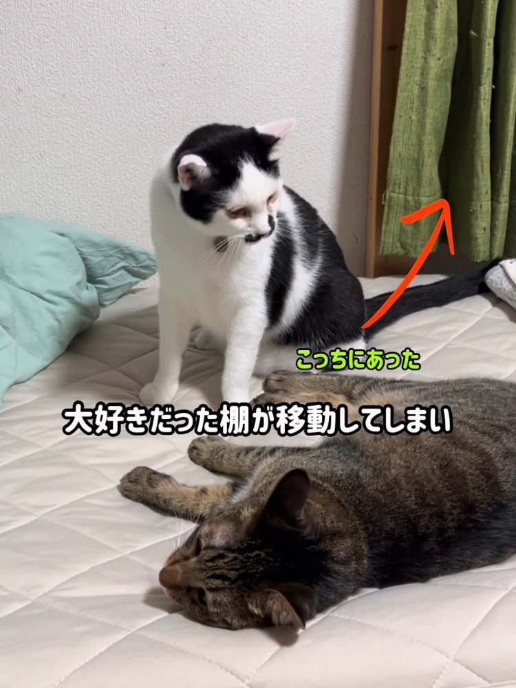 横になっている猫を見ている猫