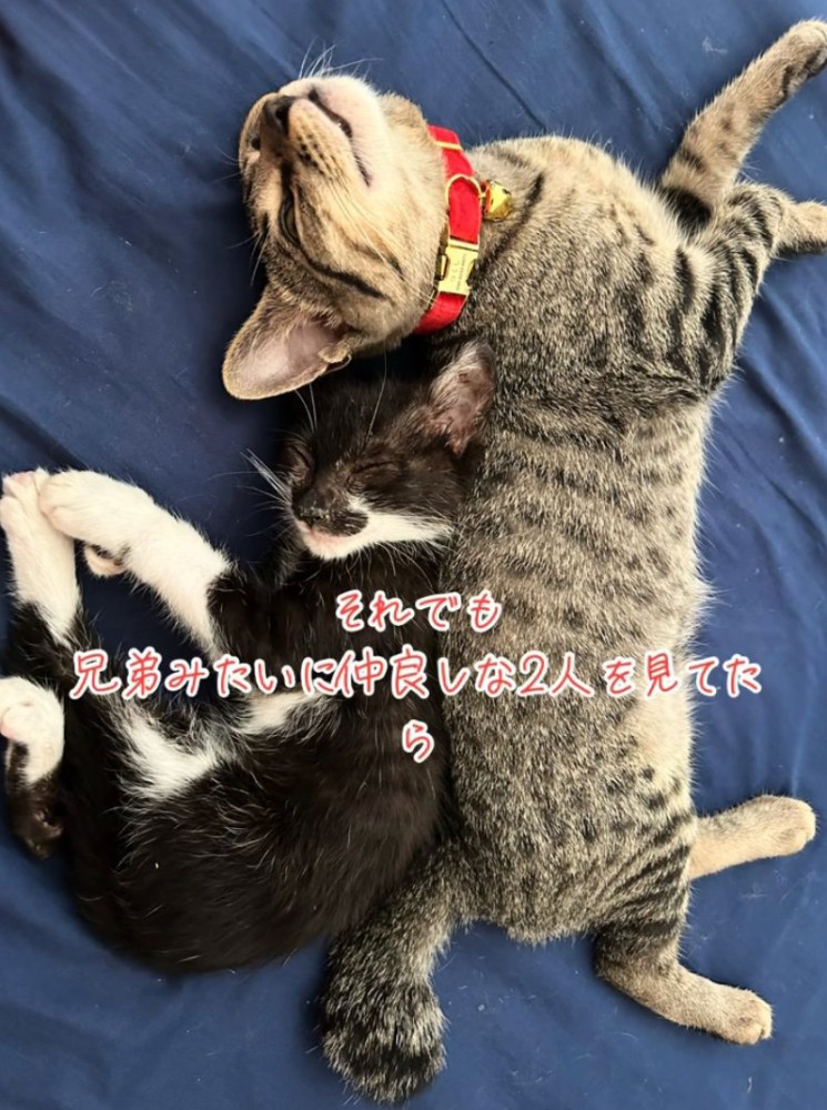 添い寝する2匹の子猫
