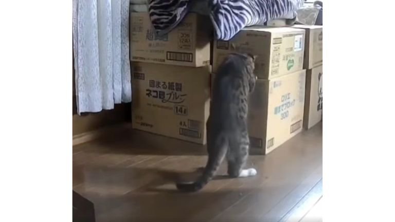 猫と段ボール