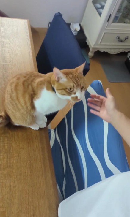 顔を上げる猫