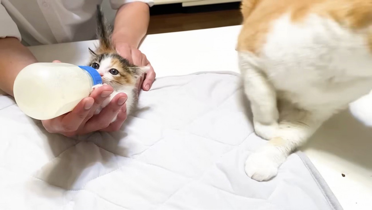 去っていくむぎくん