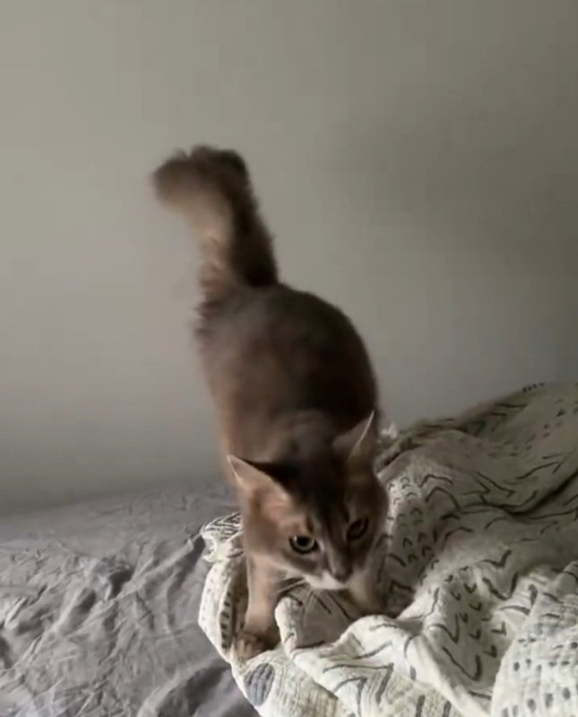 上目遣いの猫