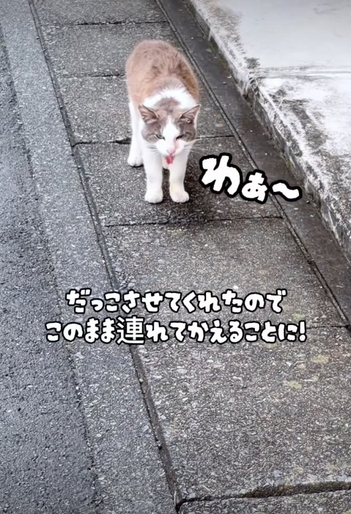 近寄ってくる野良猫
