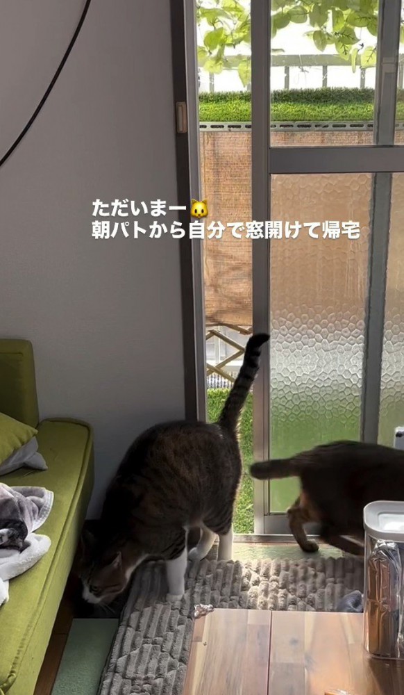 2匹が家に入ってきた様子