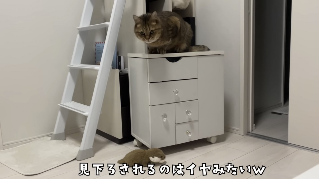 「見下ろされるのはイヤみたいｗ」のテロップ写真