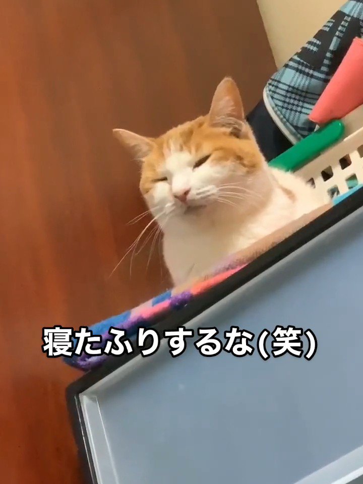 薄目を開ける猫