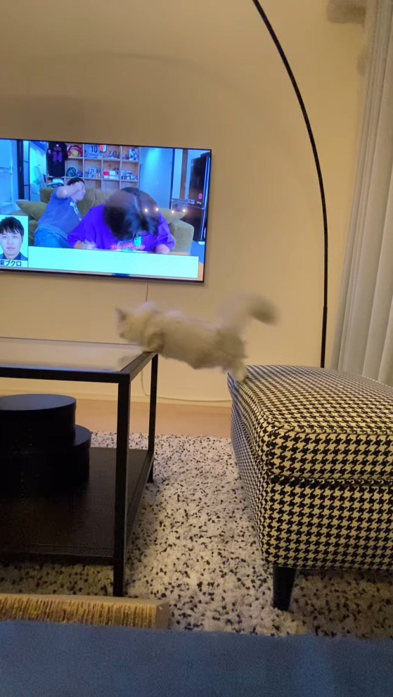 後ろ足でスツールを蹴る猫