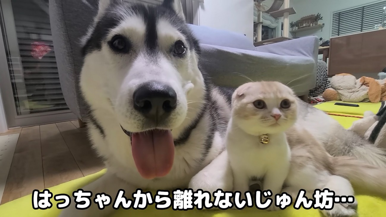 犬の隣に座る猫