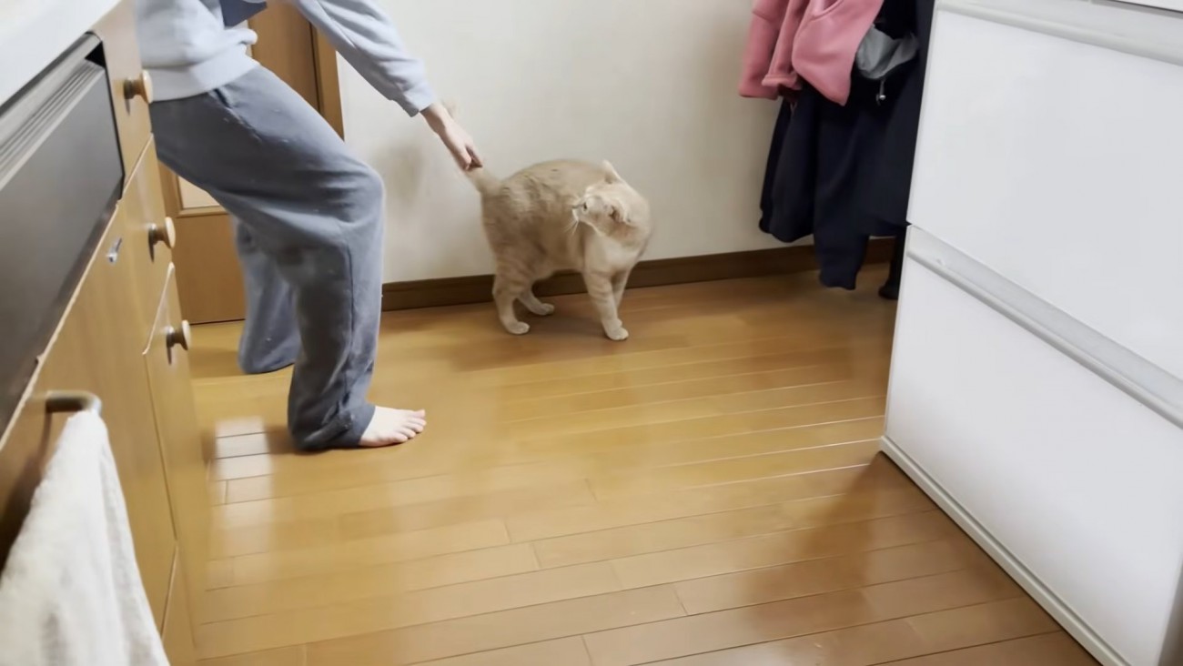 中腰で手を伸ばす男の子と振り返る猫ちゃん