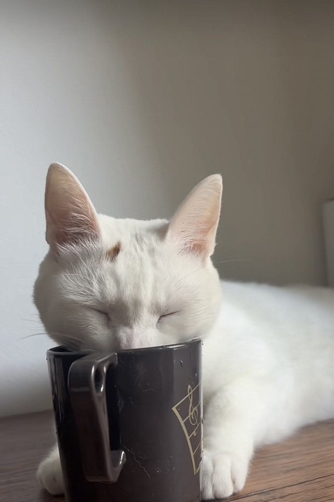 コップで水を飲む保護猫