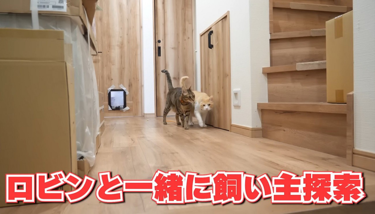 歩く2匹の猫