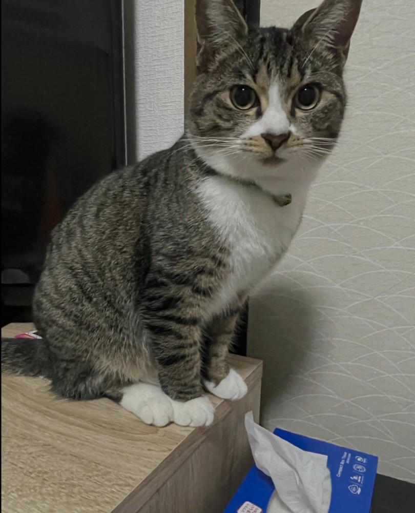 こちらを見つめる猫