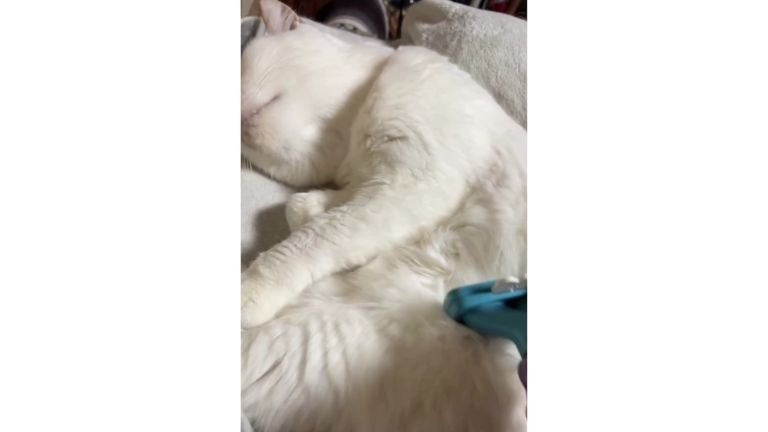 ブラッシングされている猫