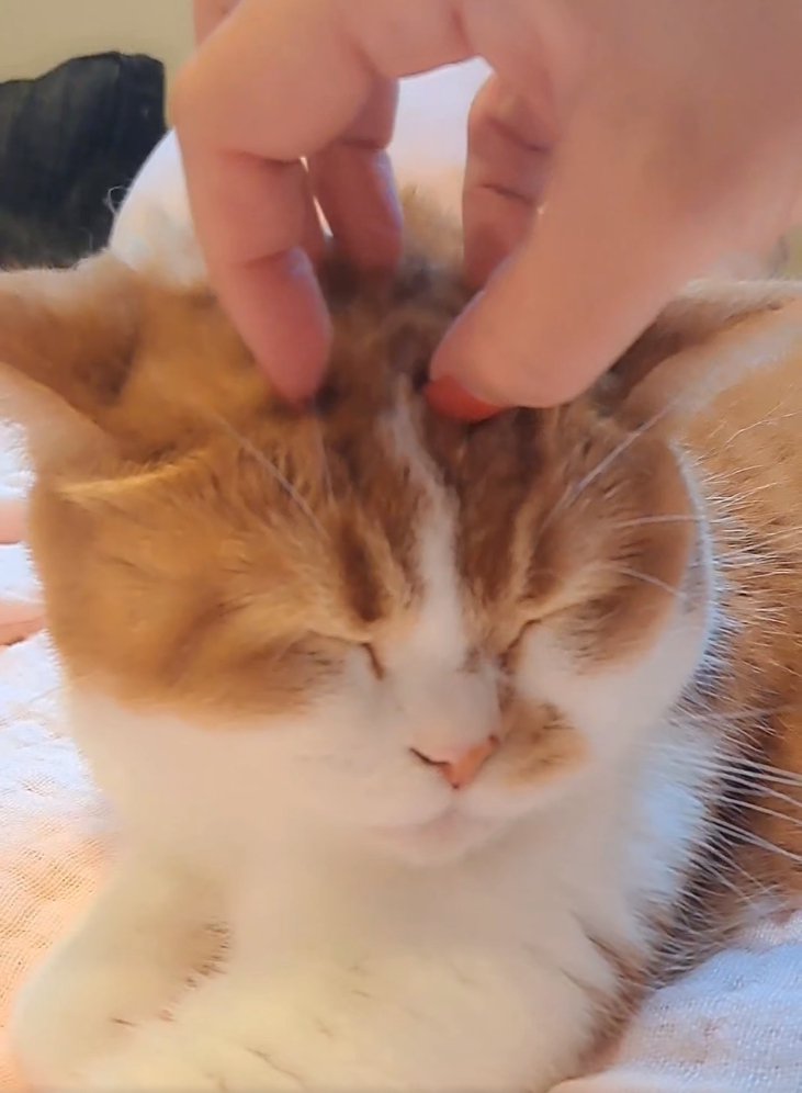 撫でてもらうもなかくん