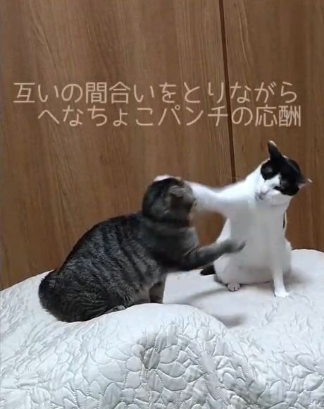 キジ猫の左耳付近に前足を伸ばす白黒猫