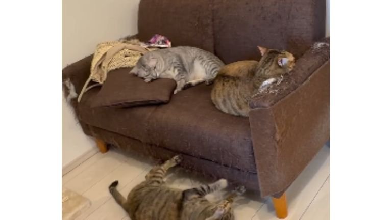 室内にいる猫たち