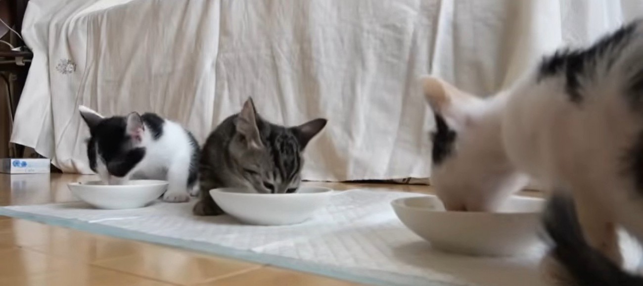 ご飯を食べている3匹の子猫