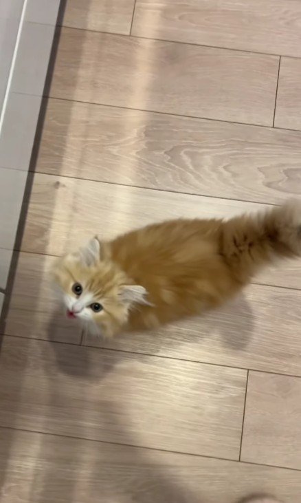 鳴いている子猫