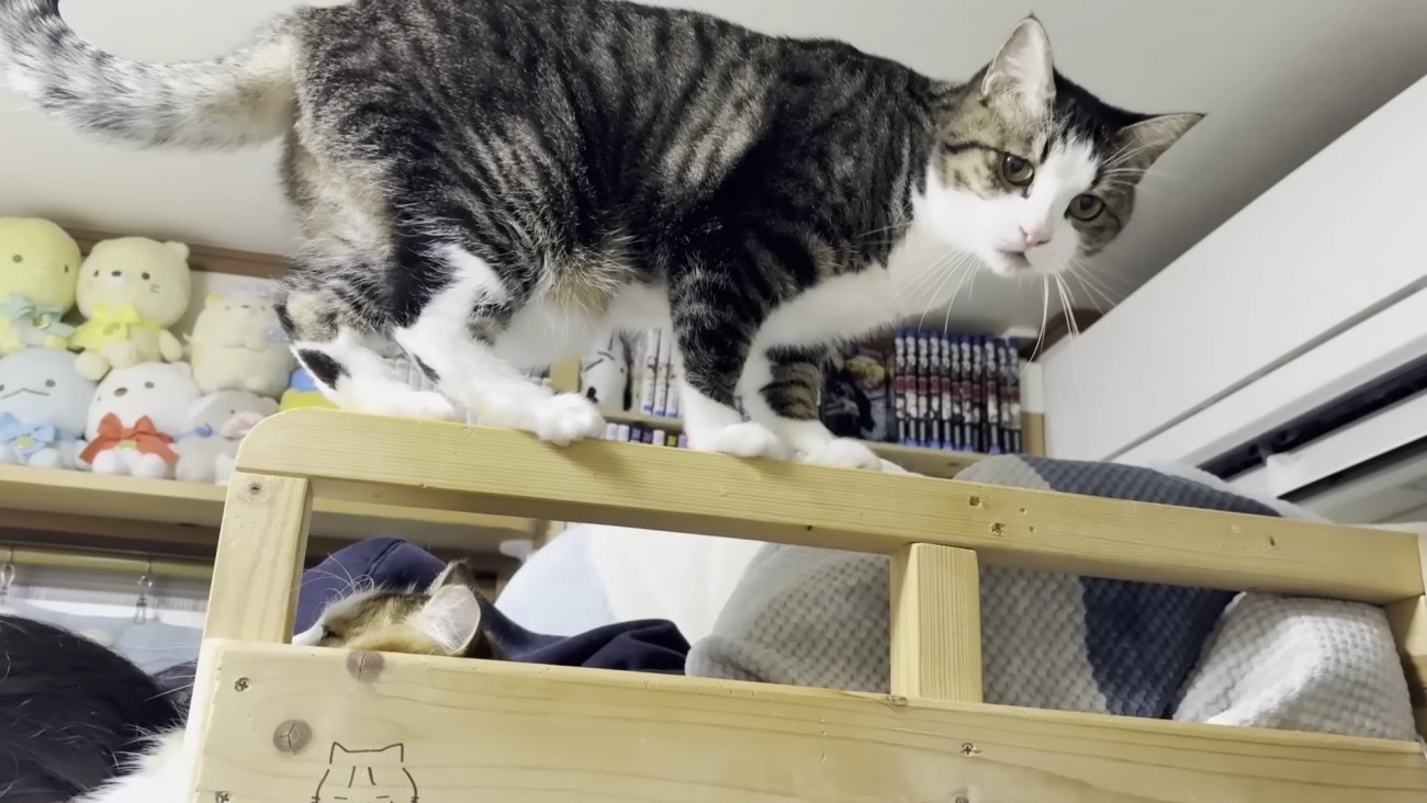 ベッドの枠に乗るおでこちゃん