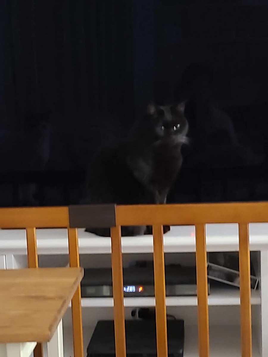 テレビ前の猫
