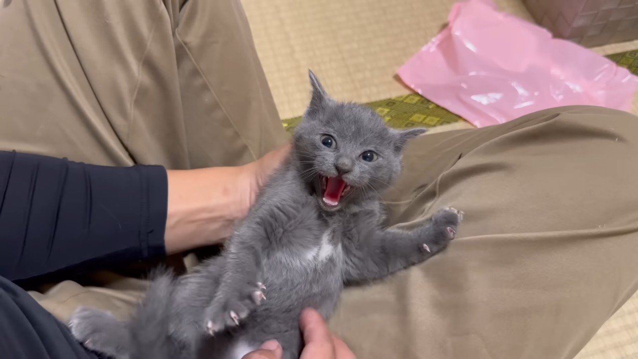 威嚇するグレーちゃん