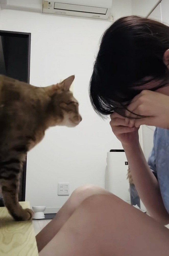 泣き真似をする飼い主さんのもとに駆けつけたキジトラ猫
