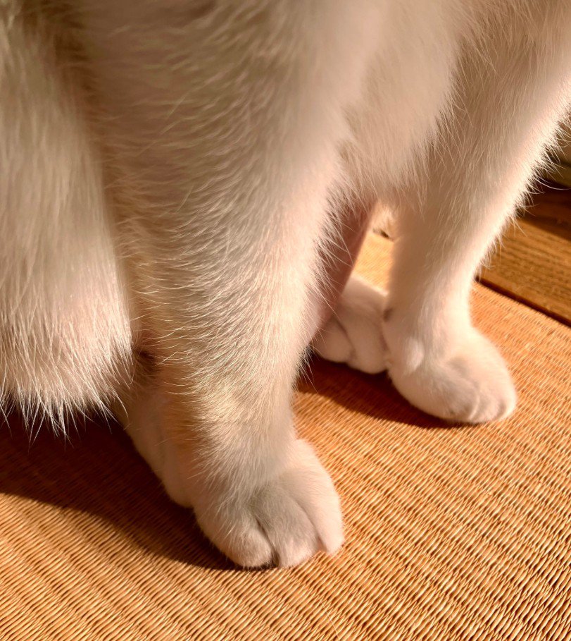 前足と後ろ足をつける猫
